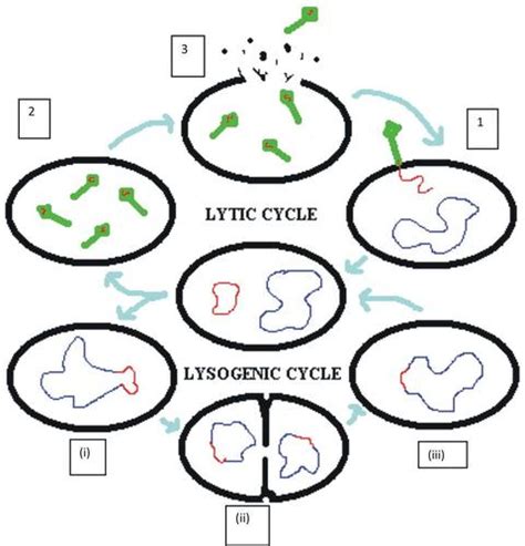 Lytic Cycle Diagram 5 Steps