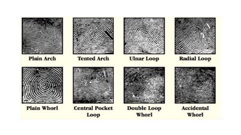 significance of fingerprinting , skin pattern and its collection with ... 