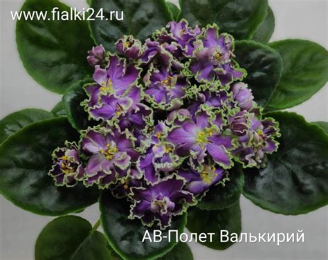 Главная страница | Фиалки в Красноярске
