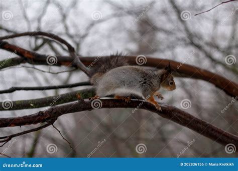 Forest Squirrel Jumping on a Tree Branch Stock Photo - Image of tree ...