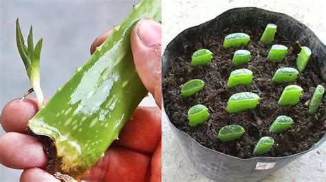 Propagating Aloe Vera Growing New Plants From Leaf Cuttings Plants