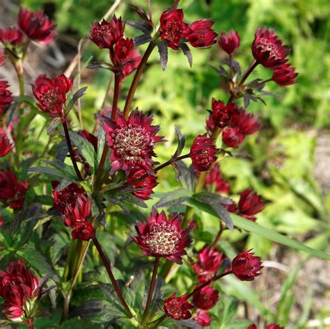 Astrantia Major Moulin Rouge Stjerneskærm Lundagers Gartneri