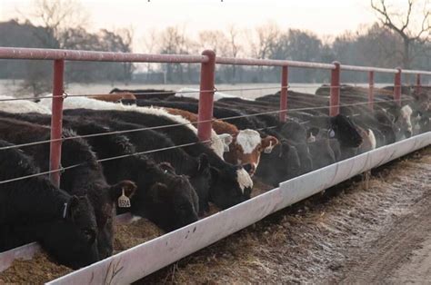 MARKET REPORTS - Trenton Regional Stockyards