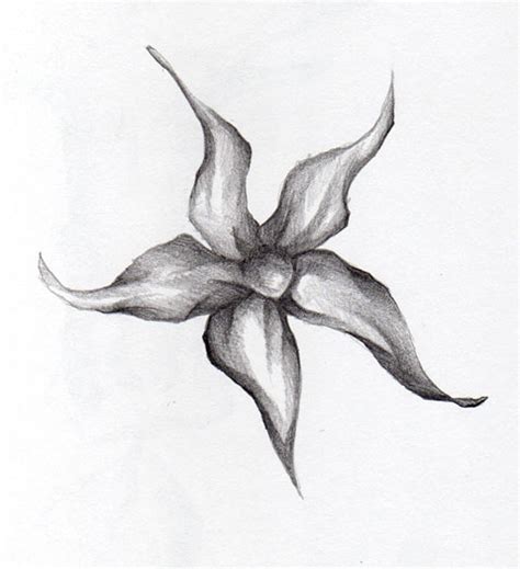 Pencil Art Photo: Flowers Pencil Sketches