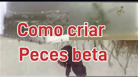 Como Criar Peces Beta Para Principiantes Parte 2 YouTube