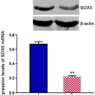 Comparison Of Expression Levels Of Sox Mrna In Peripheral Blood