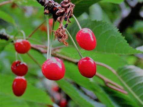 Pink Cherry Fruit on the Tree Stock Image - Image of newzeland ...