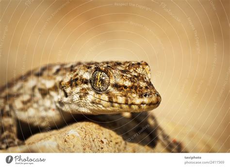 Kotschy S Naked Toed Gecko Portrait A Royalty Free Stock Photo From