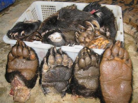 Tiger Meat Bear Paws Openly Available In Laos Ngo