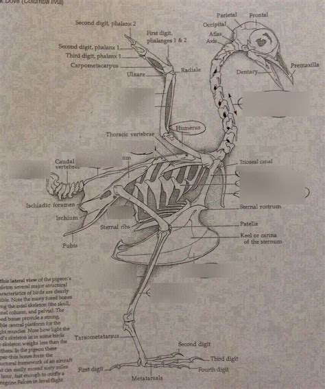 Bird Skeleton Pt 1 Diagram Quizlet