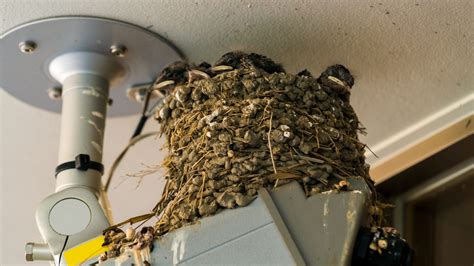 bird-nest-removal - Xceptional Wildlife Removal