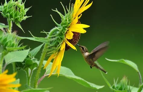 Do Hummingbirds Like Sunflowers?