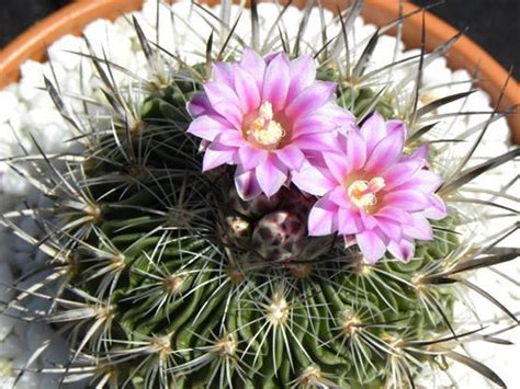 Echinofossulocactus Phyllacanthus V Violaciflorus Plants Cactus Garden