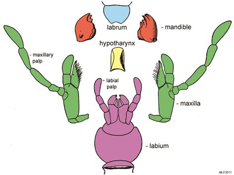 Insect Biology Bugwoodwiki