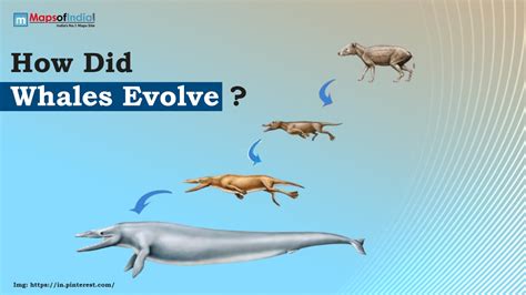 Evolution Of Whales A Walk Through Time