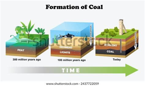 Formation Coal Diagram Science Education Vector Stock Vector (Royalty Free) 2437722059 ...