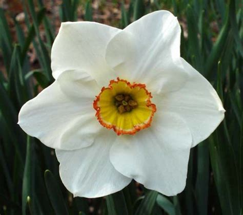 Narcissus Flower December Birth Flower Tattoo Ideas Pinterest