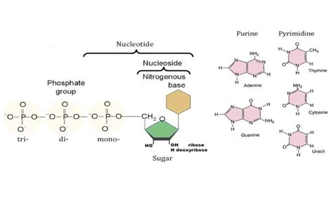 Importance Of Nucleosides Nucleotides Purines Pyrimidines And Sugars Of Nucleic Acids Science