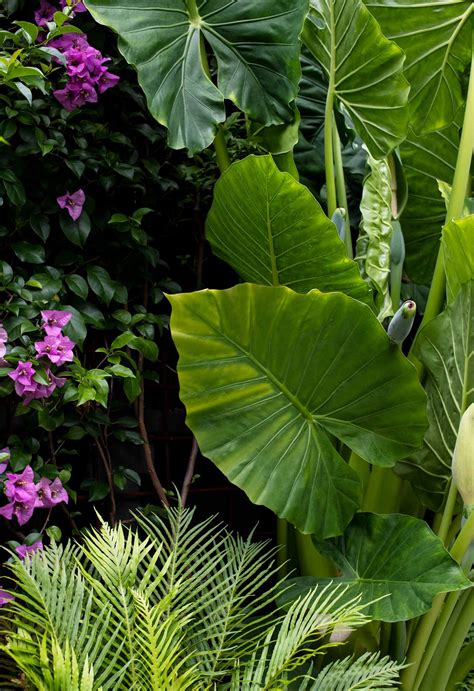 A Lush Inner City Courtyard Garden Transformation In Sydney