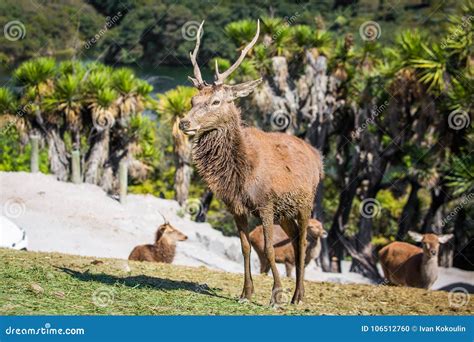 Beautiful Male Deer With Horns Stock Photo Image Of Whitetail Animal