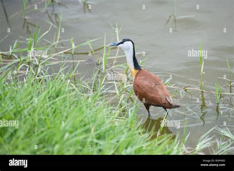 African Jacana Actophilornis Africanus Foraging In Shallow Water