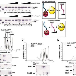 Interaction of Mad2 with Mad2 binding motifs. ( A ) Mad2 binding motifs ...