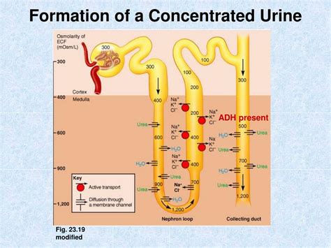 Concentrated Urine