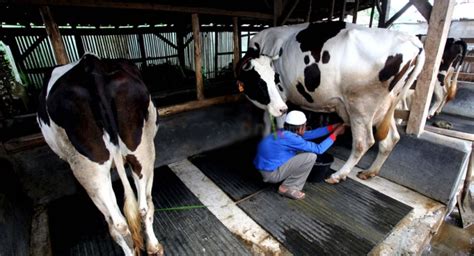 Peternakan Sapi Perah Rakyat Adalah