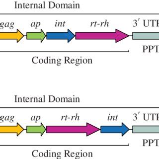 Schematic Structure Differences Between Long Terminal Repeat Ltr