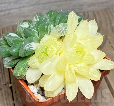 SHPR14299 Haworthia obtusa f. variegata – Cactus-online 
