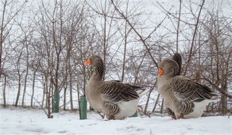 Toulouse Goose Breed Profile - Farmhouse Guide