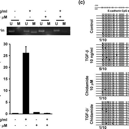 Epigenetic Effect Of Chidamide On E Cadherin Promoter Methylation