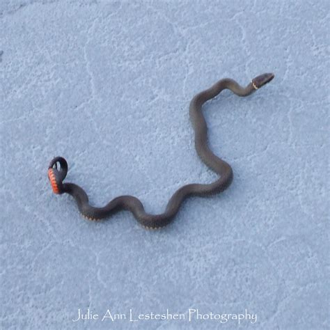 Julie Ann Brady : Blog On: Florida Ringneck Snake