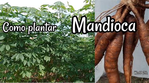 Como Plantar Mandioca Maneira F Cil E Simples Processo Completo Youtube