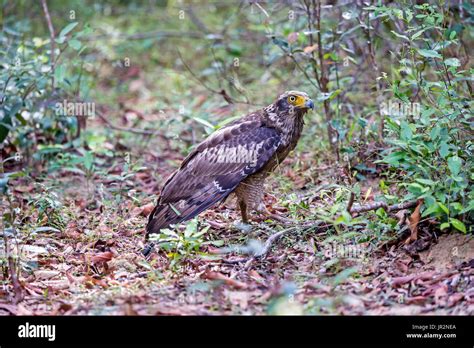 Eagle Eating Snake High Resolution Stock Photography and Images - Alamy