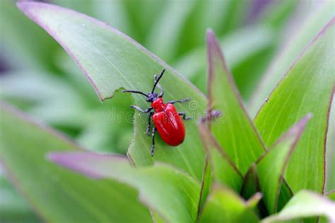 El Escarabajo Lirio Escarlata Escarabajo Lirio Rojo O Lirio Escarabajo