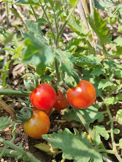 Vegetal Vermelho Tomate Fruta Foto Gratuita No Pixabay Pixabay