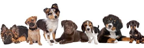 Puppy Breeds Facts And Information Of The 7 Main Dog Groups