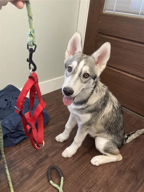 Today my 5 month old Husky figured out how to slip out of her harness