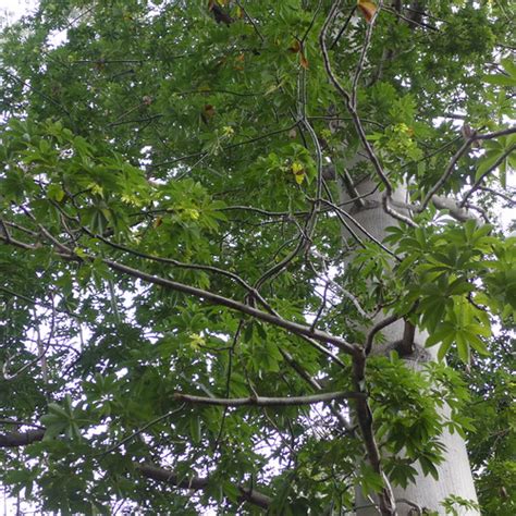 Bombax Costatum Red Kapok A Nominally Deciduous Tree Fro Flickr