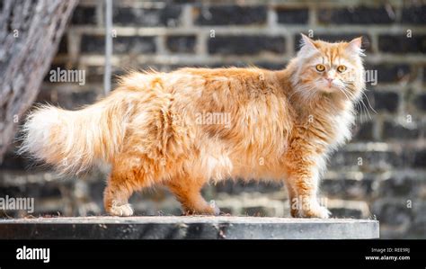 Persian cat ginger hi-res stock photography and images - Alamy