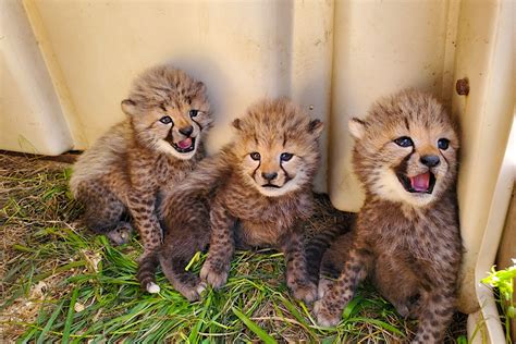 Four adorable cheetah cubs have just been named by the public - Lonely Planet