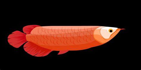 Illustration Of Arowana Fish With Orange Scales 21976210 Vector Art At