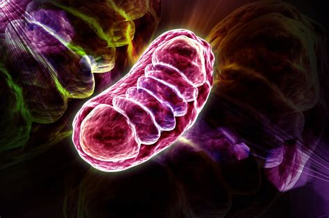 Mitochondria And Lysosome Make Direct Contact In Cell Study Shows