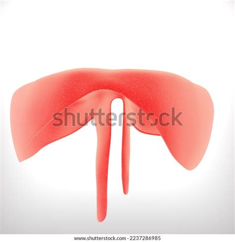 Human Diaphragm Muscle Anatomy Medical Illustration3d Stock ...