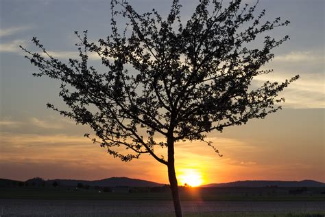 Free Images Landscape Tree Nature Branch Blossom Sky Sunrise