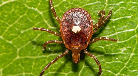 Tick Disease Becoming More Common Houston Herald