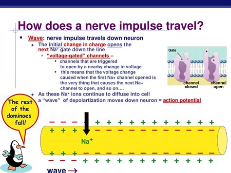 PPT Nervous System The Neuron And The Transmission Of A Nerve