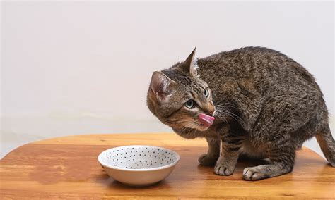 Gato Pode Comer Salada Ou Faz Mal Petz