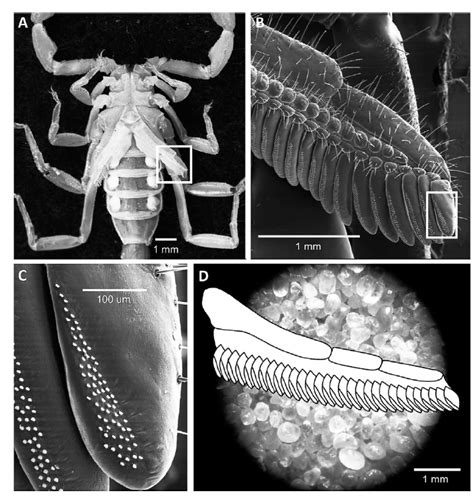 The Scorpion Files Newsblog: Scorpion pectines are probably important ...